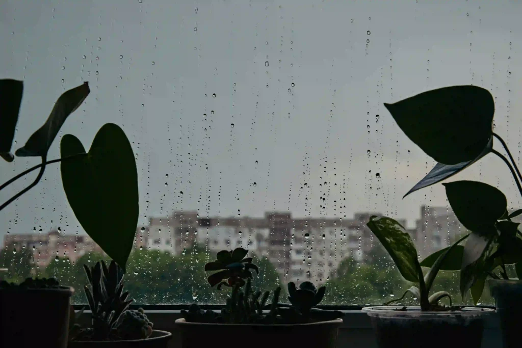 monsoon view through the window